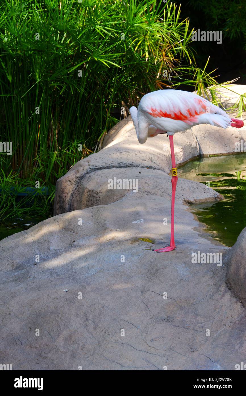 Flamingo steht auf dem Felsen in der Nähe des Wassers Stockfoto