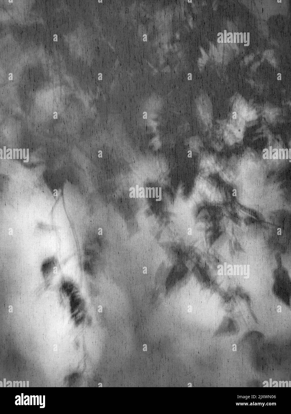 Schatten von Birkenblättern und Ästen durch weiße Vorhänge. Abstraktes neutrales Naturkonzept verschwommener Hintergrund. Platz für Text. Stockfoto