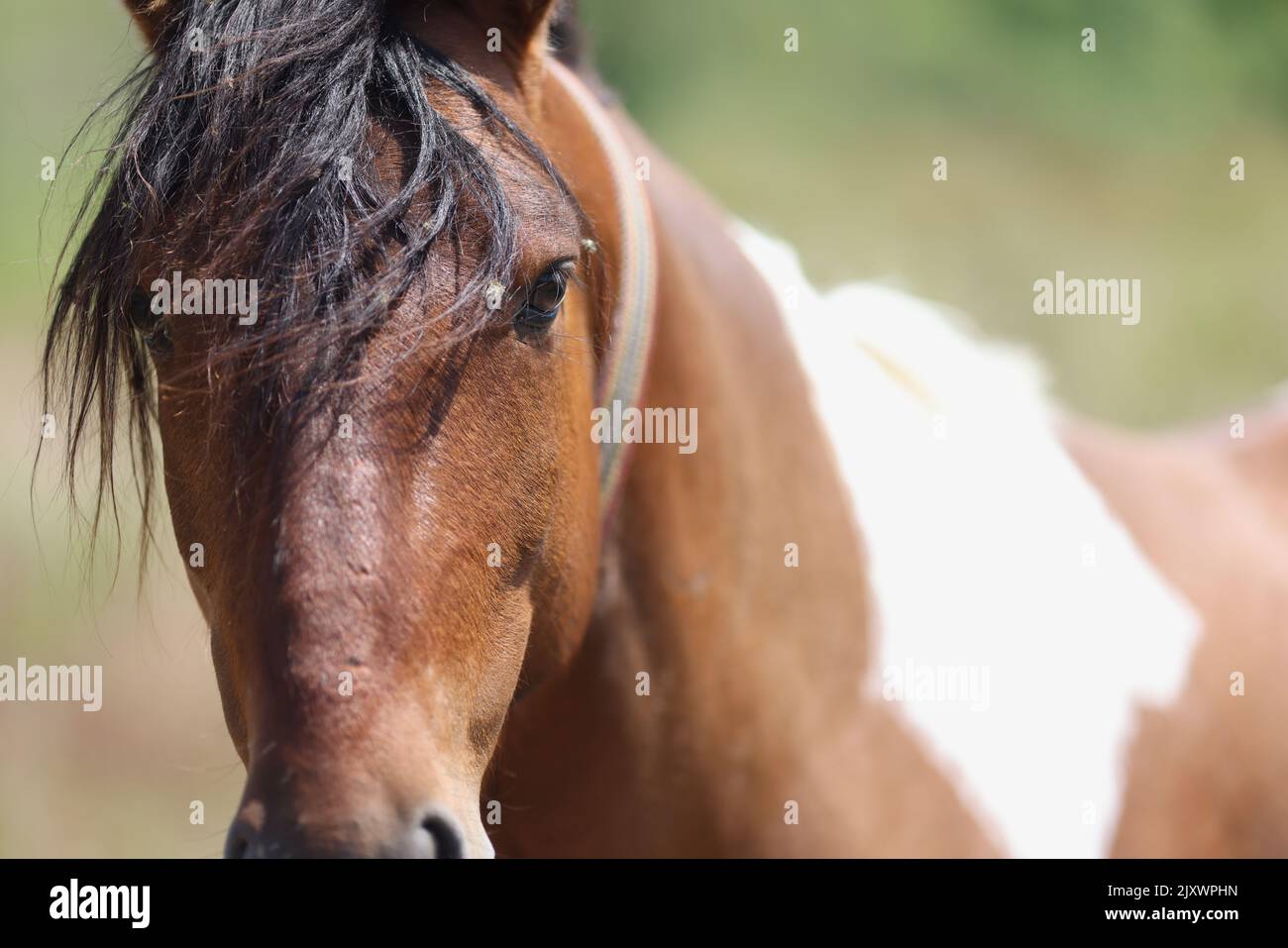 Appaloosa Pferd in Weidefeldern aus der Nähe. Wunderschöne Wildpferde auf der Ranch Stockfoto