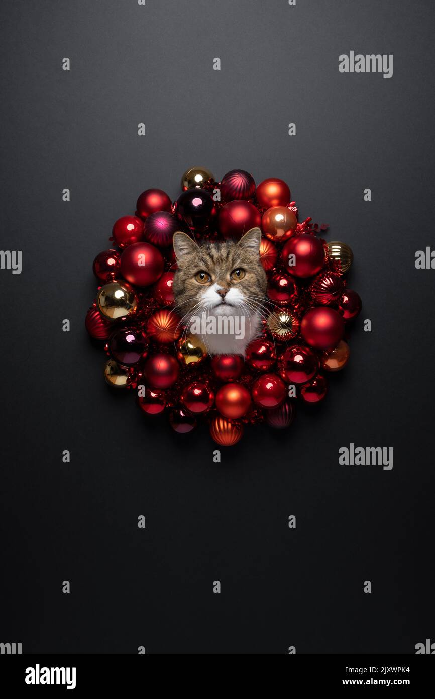 Niedliche Katze klebt Kopf durch roten weihnachtskranz. Porträt mit Kopie Raum auf schwarzem Hintergrund Stockfoto