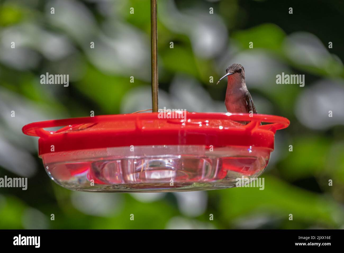 Kolibri-Futterstation DIY-Set – Mit Blumen & Bürste Zum Selbermachen & Beobachten