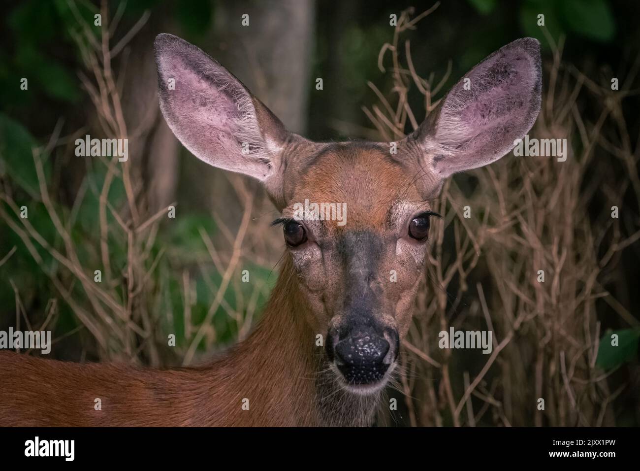 Nahaufnahme des Hirschgesichtes. Stockfoto