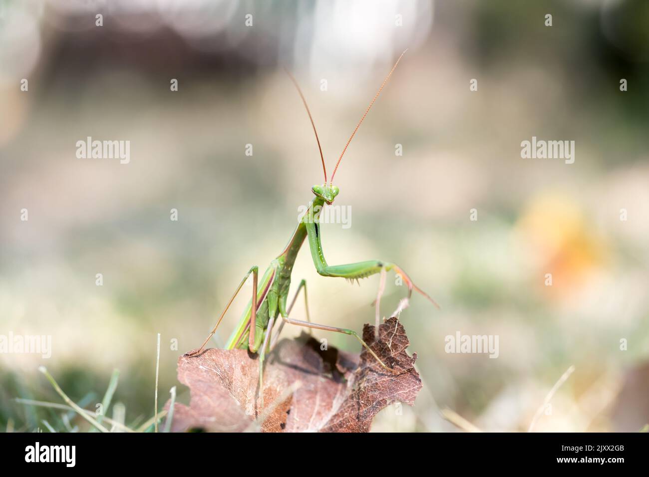 Gottesanbeterin auf dem Urlaub. Mantis Religiosa im Herbst im Garten. Dieser Mantid sieht gefährlich aus, aber für Menschen ist er sicher. Weibliches seltsames Insekt. Stockfoto