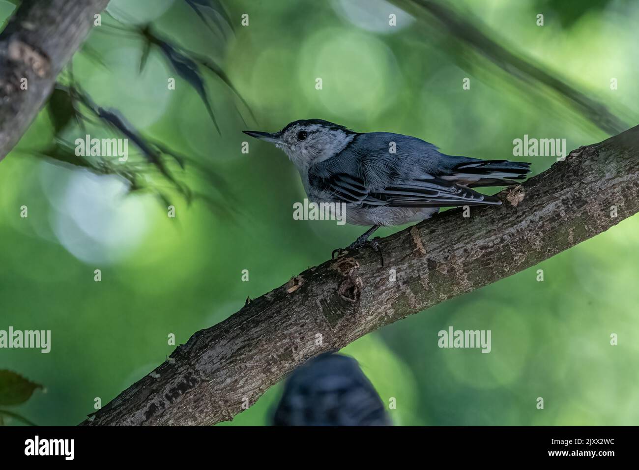Weißer Nuthatch auf Baumzweig. Stockfoto