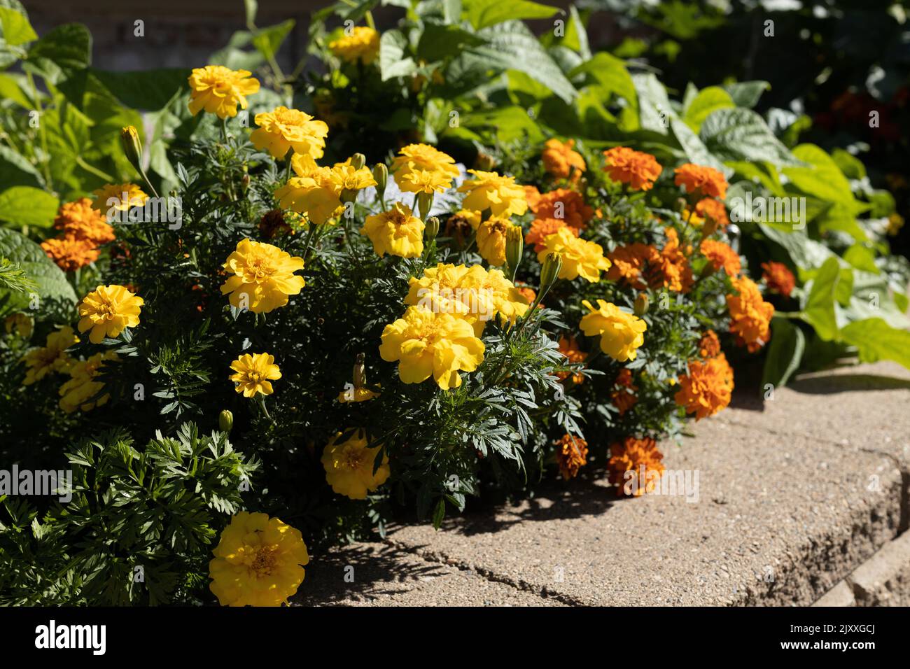 Tagetes patula 'Durango Outback mix' französische Ringelblumen. Stockfoto