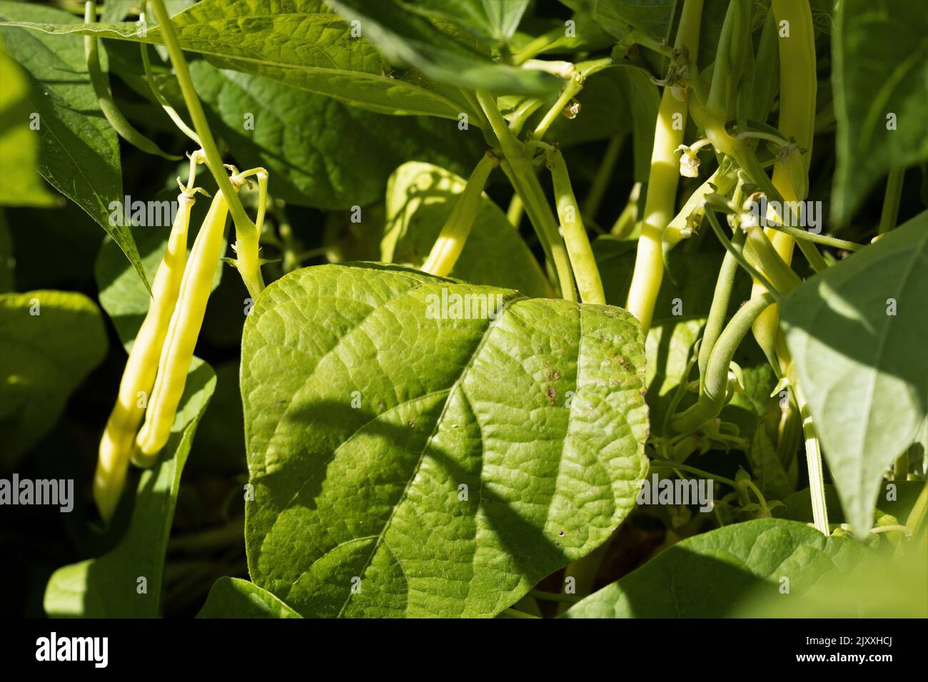 Phaseolus vulgaris 'Gold Rush' gelbe Wachsbohnen. Stockfoto