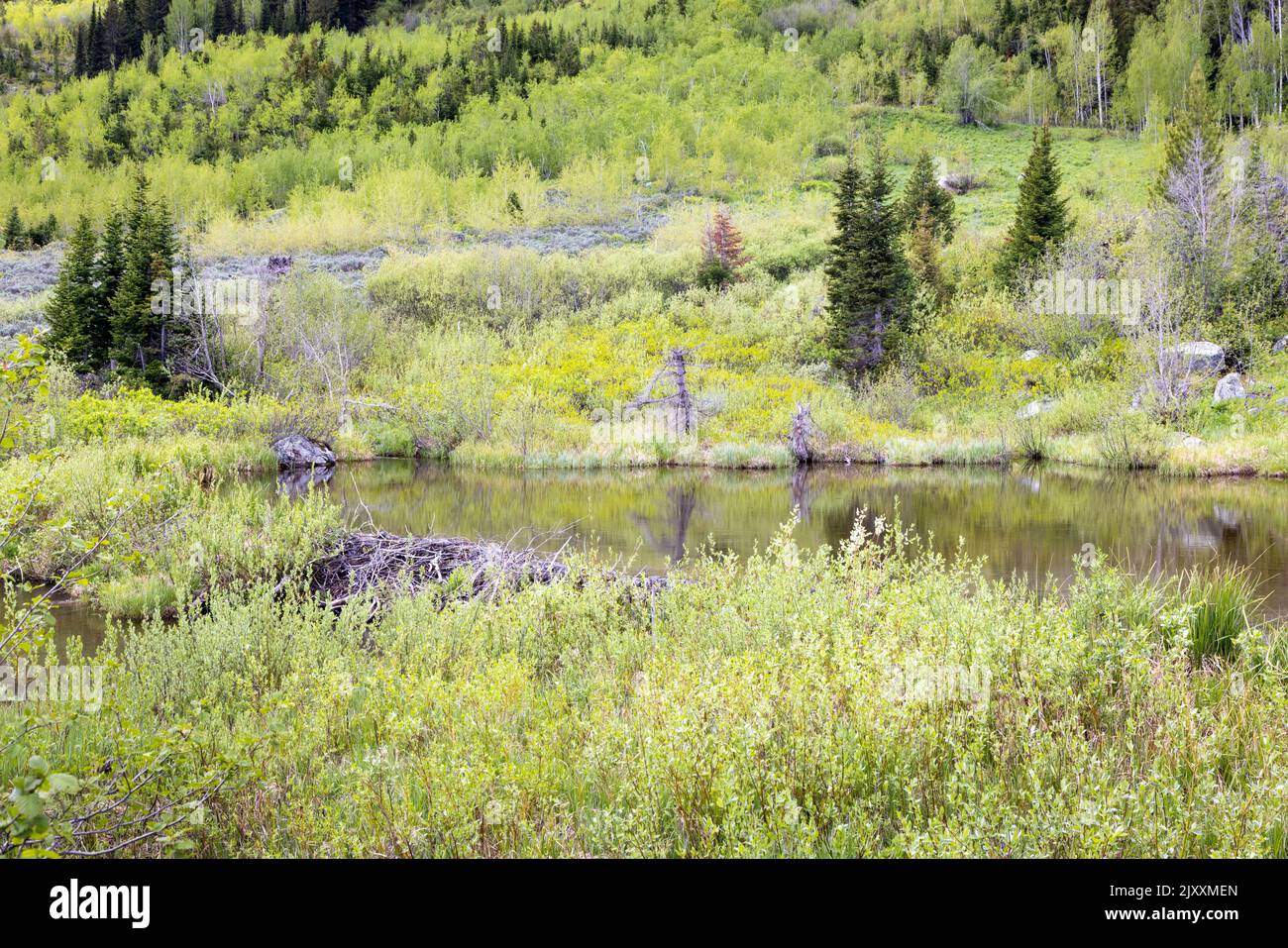 Biberteiche spiegeln die Waldvegetation am Fuße des Mount Moran oberhalb des Trapper Lake wider. Grand Teton National Park, Wyoming Stockfoto