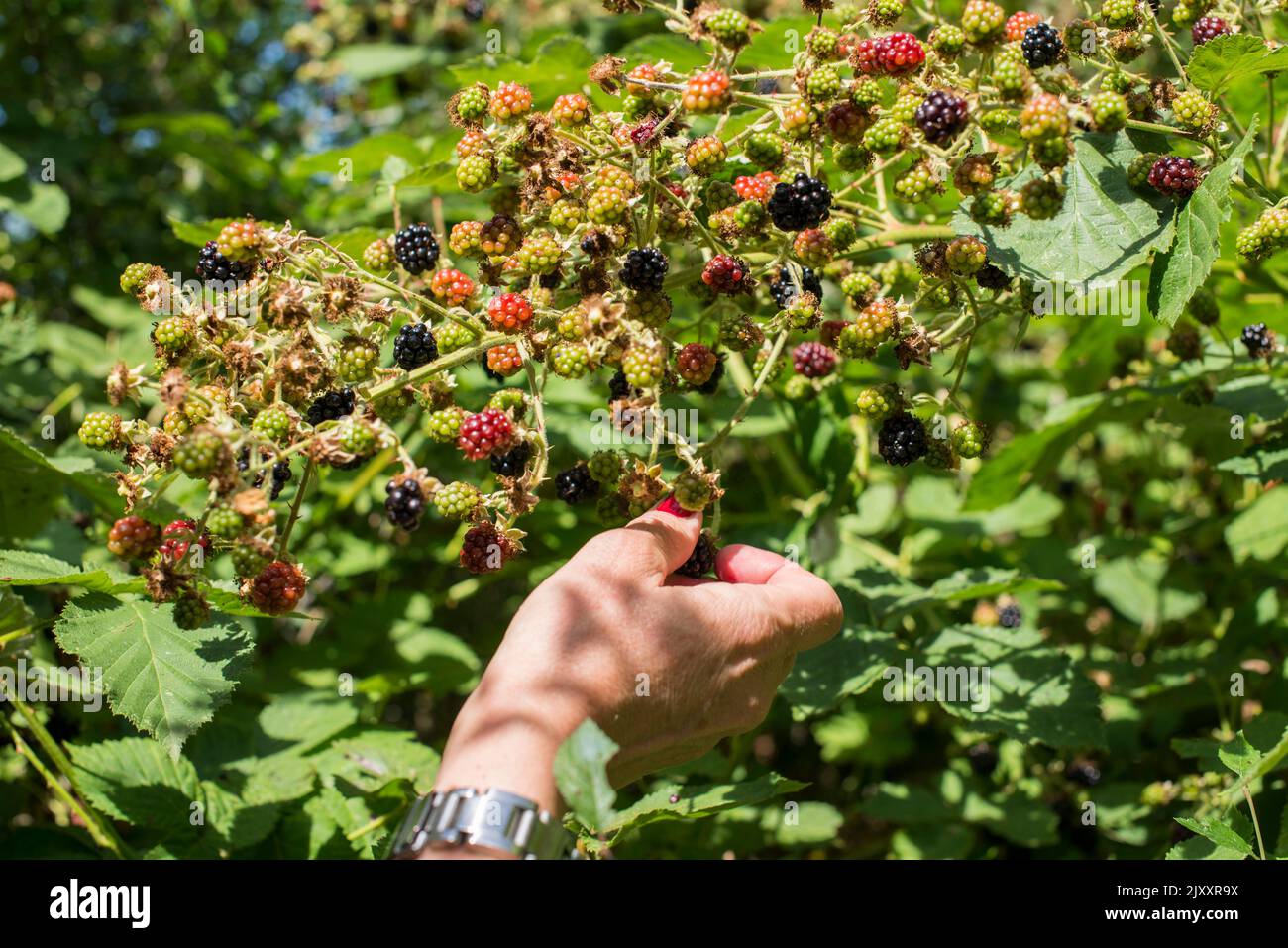 Eine Frauenhand pflückt frische reife Brombeeren aus einem Busch in einer Hecke auf dem britischen Land in Hertfordshire Stockfoto