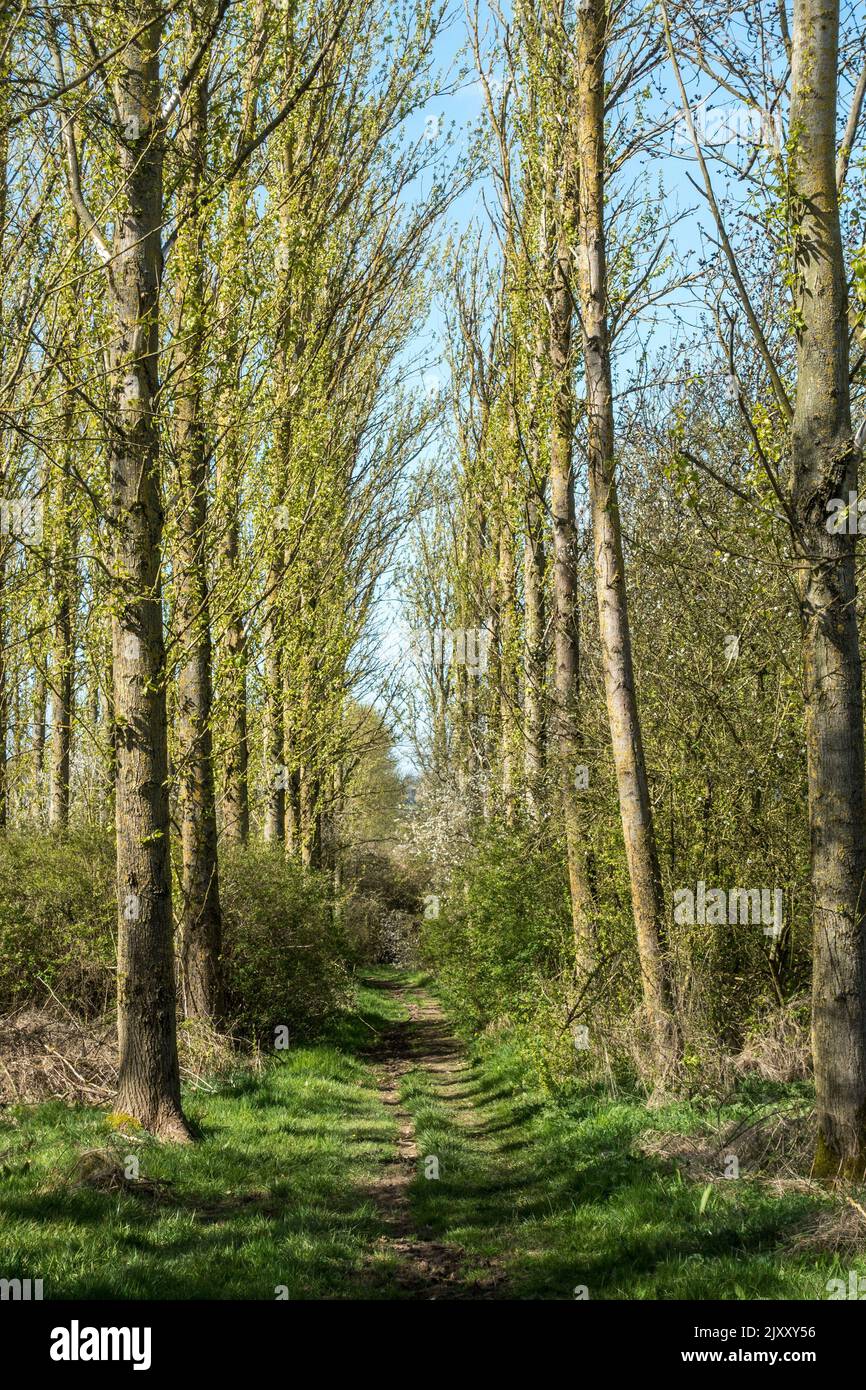 Gerade Lombardei Pappel (Populus nigra ‘Italica’) Allee mit Fußweg zwischen den Reihen von Bäumen, Leicestershire, Großbritannien Stockfoto