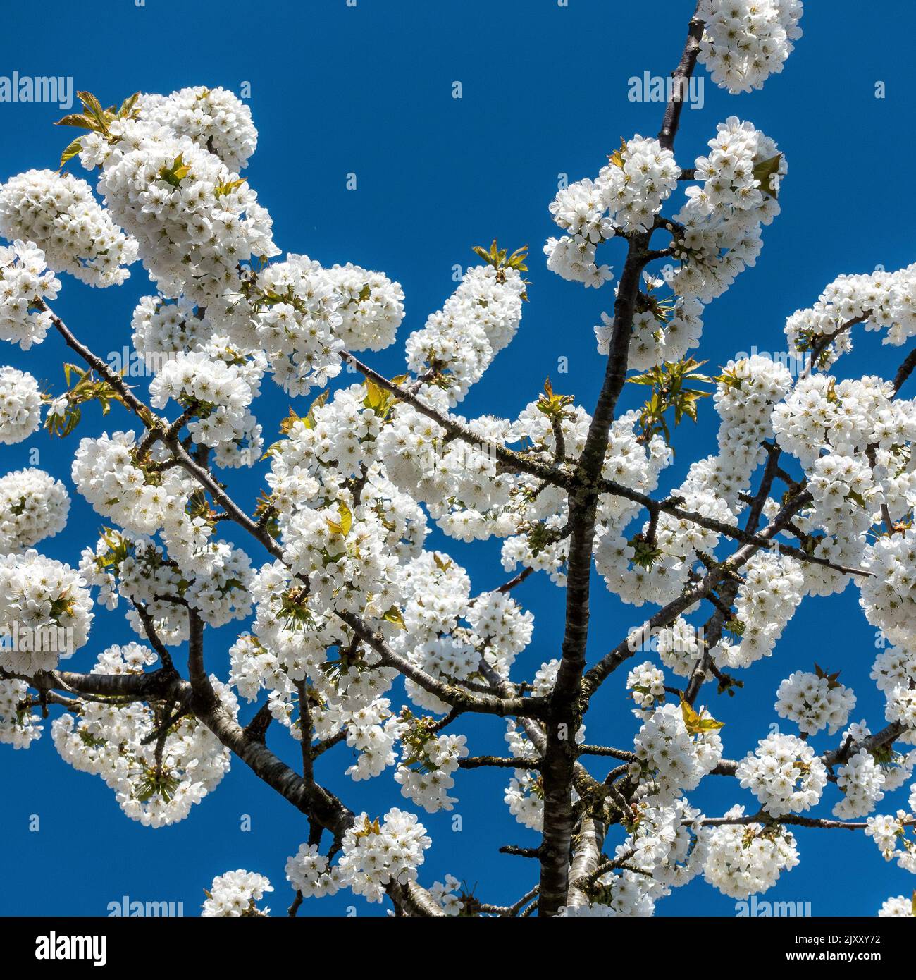 Nahaufnahme der weißen Kirschblüten vor blauem Himmel in Großbritannien im Frühling Stockfoto