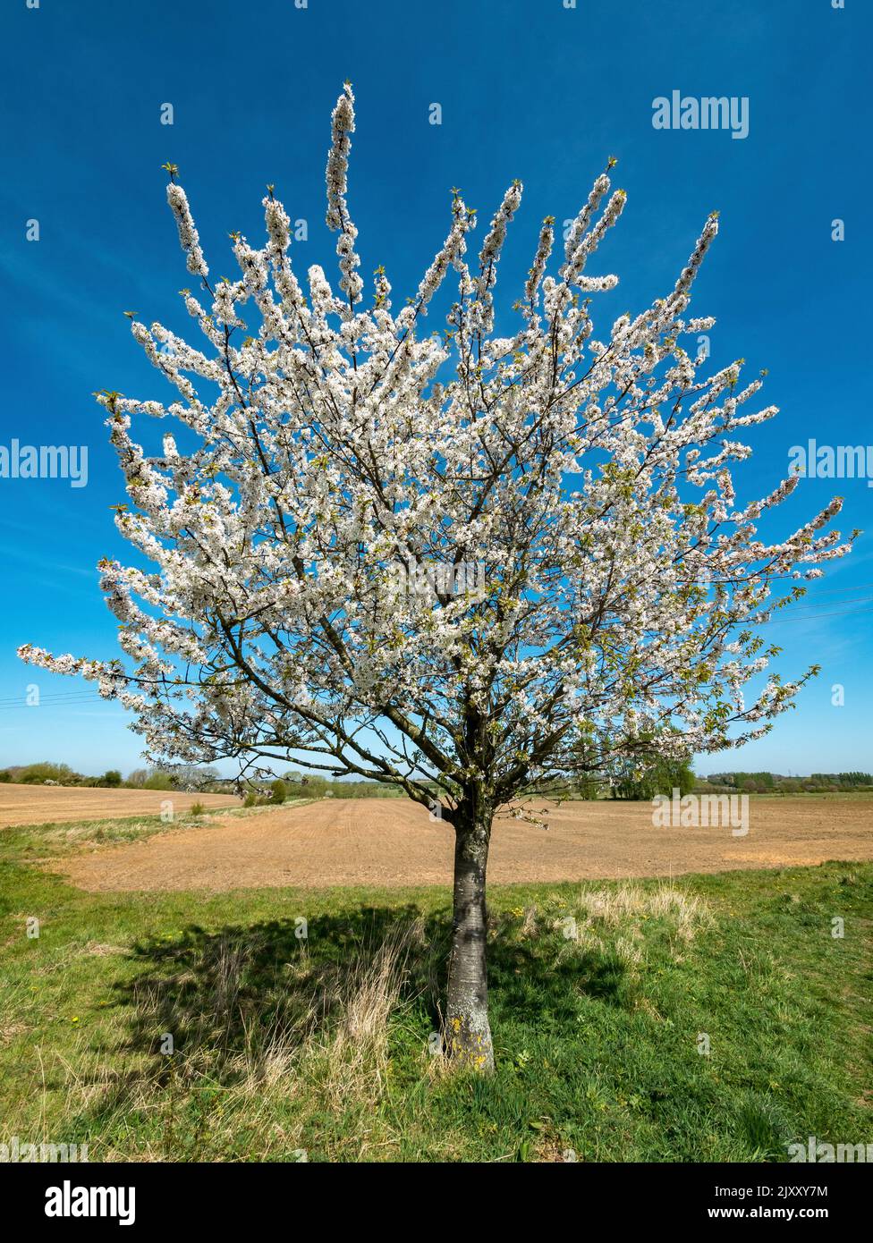 Einfacher Kirschbaum (Prunus) mit weißer Kirschblüte mit Feldern und blauem Himmel dahinter, Leicestershire, Großbritannien Stockfoto