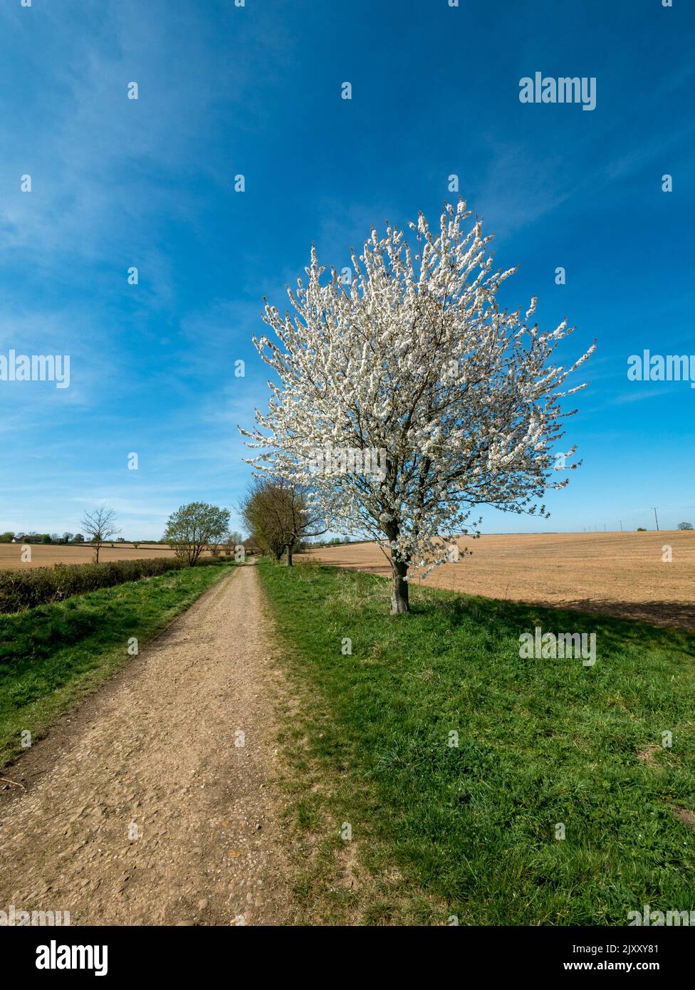 Single Cherry Tree (Prunus) mit weißer Kirschblüte im Frühling neben Countryside Track und Feldern mit blauem Himmel dahinter, Leicestershire, Großbritannien Stockfoto