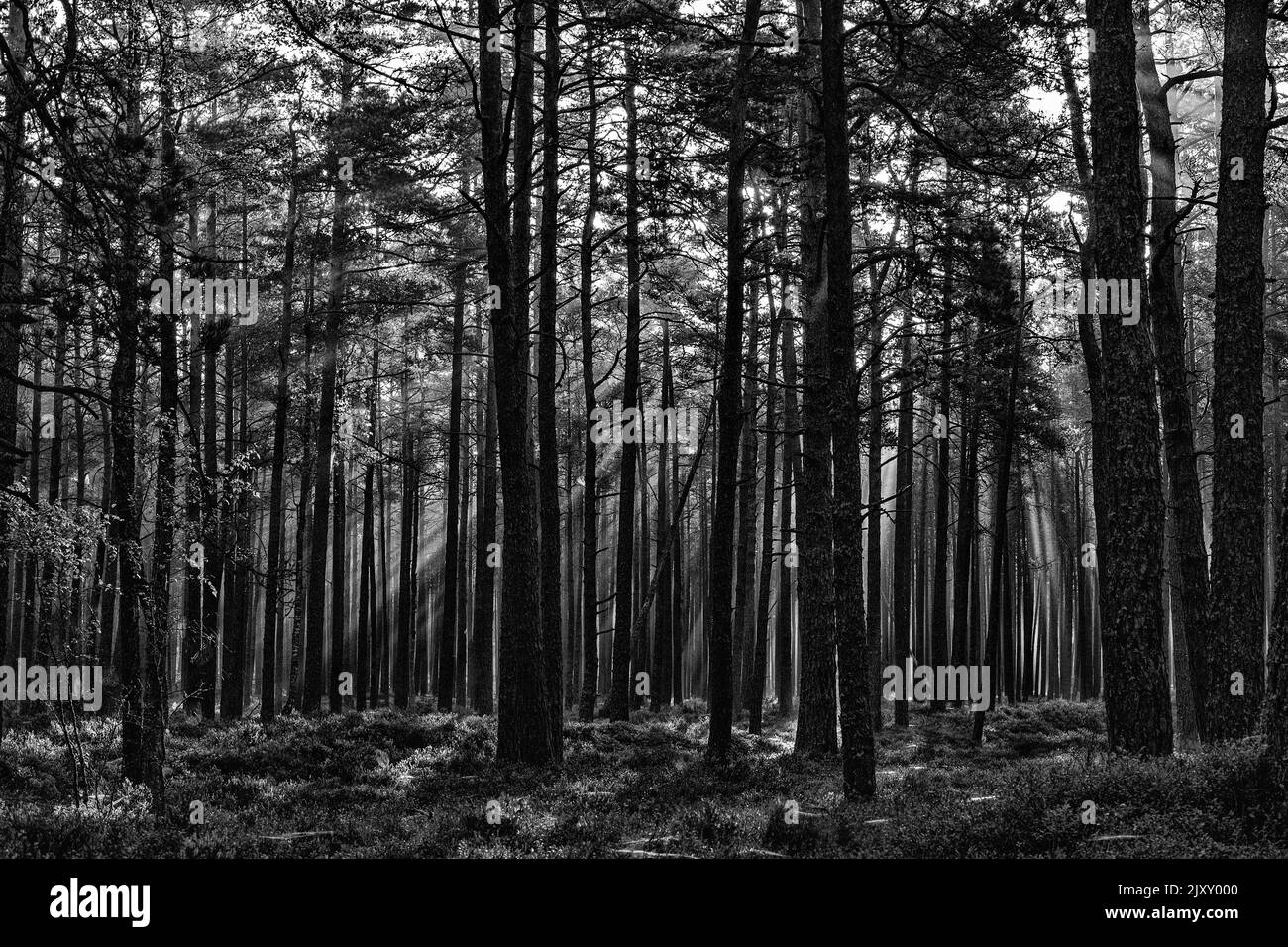 Schwarz-weiße Waldlandschaft am frühen Morgen Stockfoto