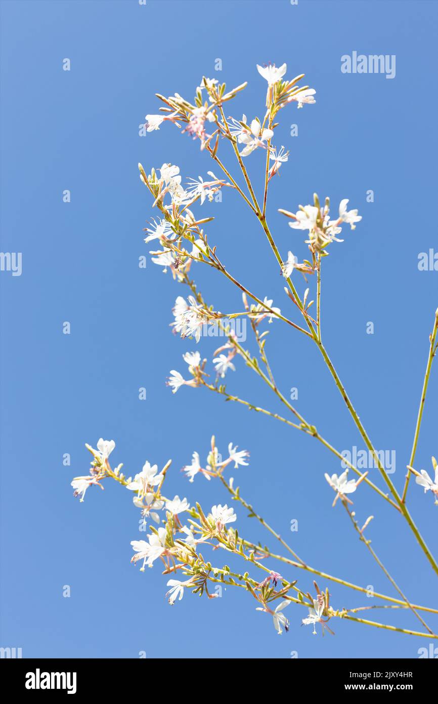 Oenothera guara - alle zwei Jahre blühende Blütenpracht. Stockfoto