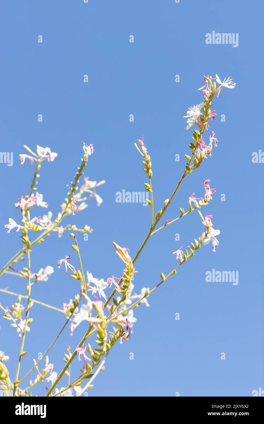 Oenothera guara - alle zwei Jahre blühende Blütenpracht. Stockfoto