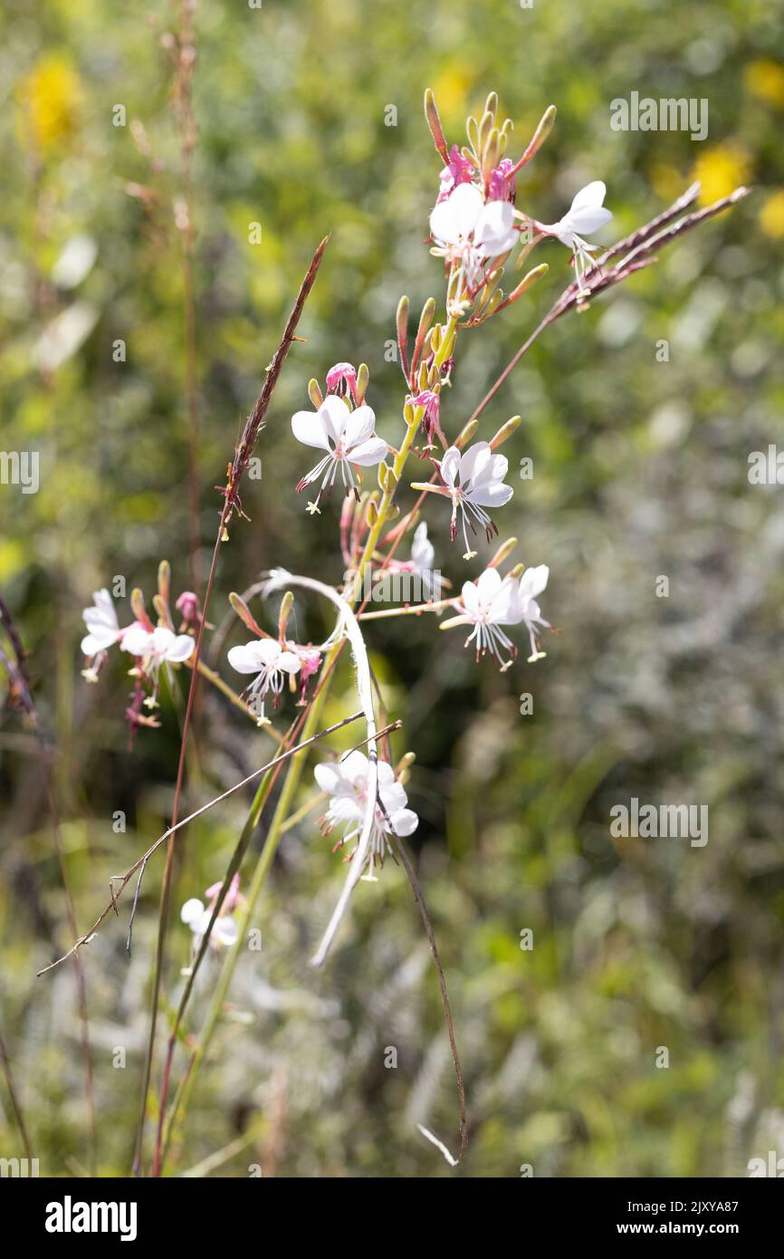 Oenothera guara - alle zwei Jahre blühende Blütenpracht. Stockfoto