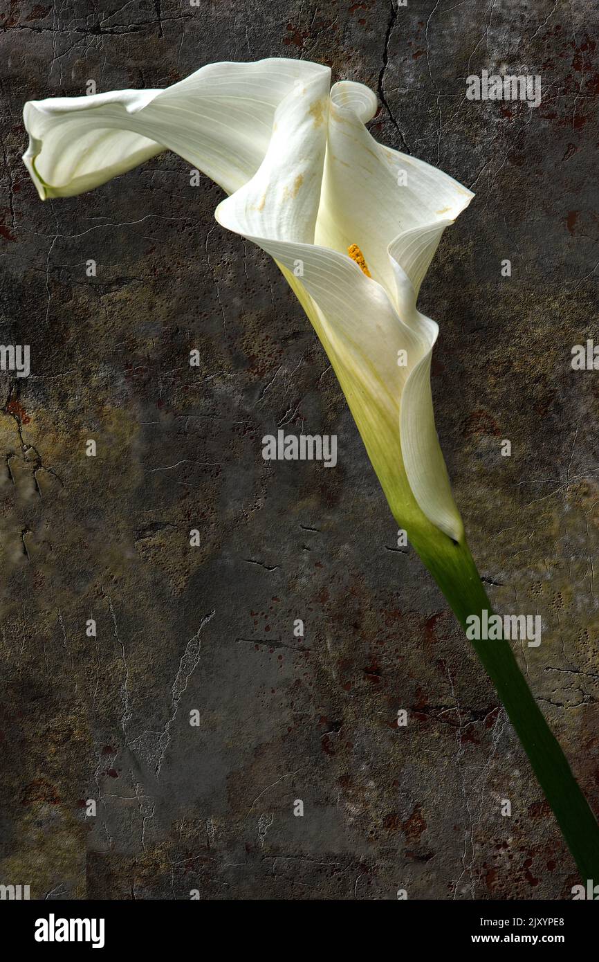 Calla-Lilien und zerrissene Zementwand im Hintergrund Stockfoto