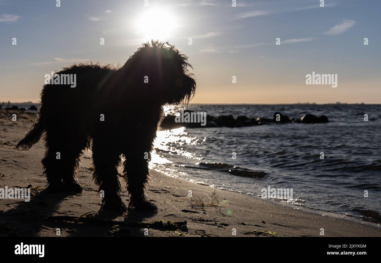 Schwarzer Labradoodle Hund steht am Sandstrand. Von der Sonne mit Spiegelung auf dem Wasser hinterleuchtet. Greifswalder Bodden, Ostsee Stockfoto