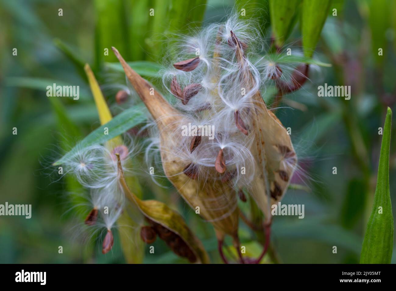 Herbstlich gereifte Sumpfmilchkraut-Pflanzen (Asclepias incarnata) Schoten, die sich aufgespalten haben und Samen mit seidiger Seide verteilen Stockfoto