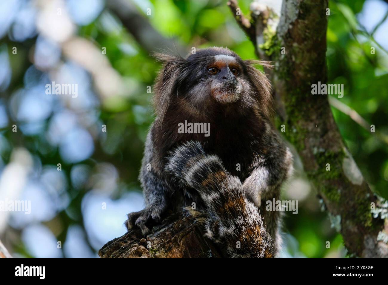 sagui-Affe im tropenwald von rio de janeiro Stockfoto