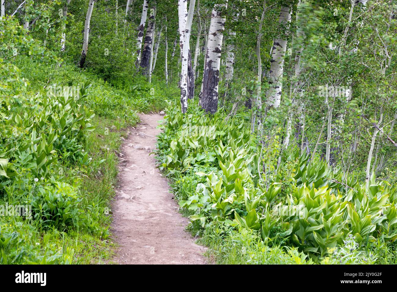 Der Phelps Lake Overlook Trail, der sich durch einen Hain aus Apsen-Bäumen biegt. Grand Teton National Park, Wyoming Stockfoto