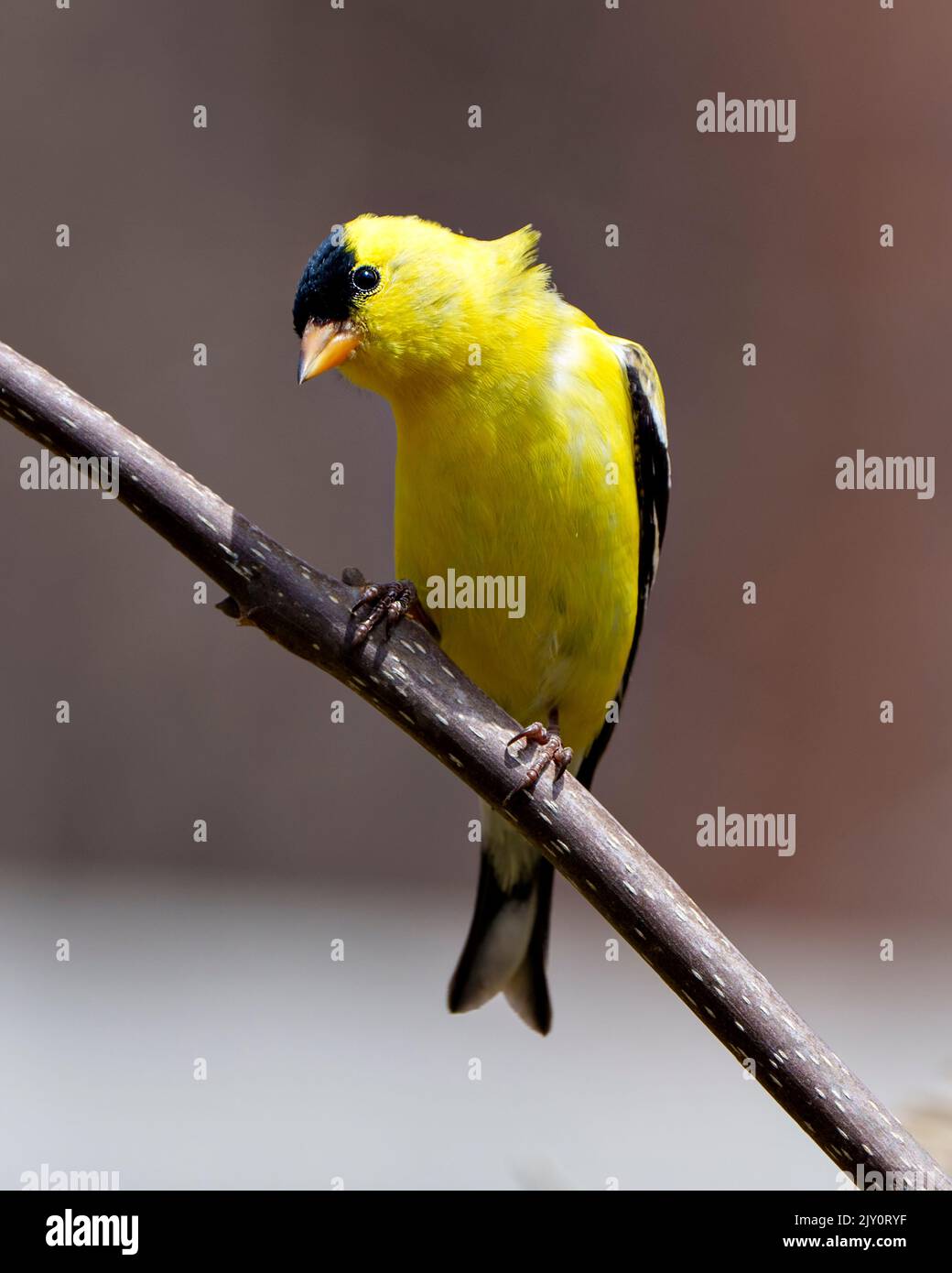 American Goldfinch Nahaufnahme Profil Ansicht, thront auf einem Zweig mit einem weichen Hintergrund in seiner Umgebung und Lebensraum und zeigt gelbe Federn. Stockfoto