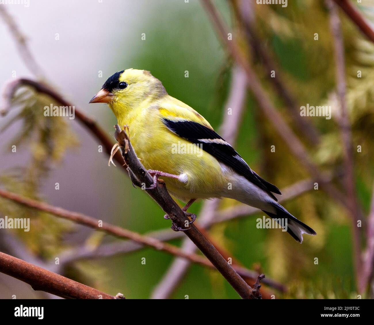 American Goldfinch Nahaufnahme von der Seite, auf einem Zweig mit einem Nadelgehölze Hintergrund in seiner Umgebung und Lebensraum thront und zeigt gelb. Stockfoto