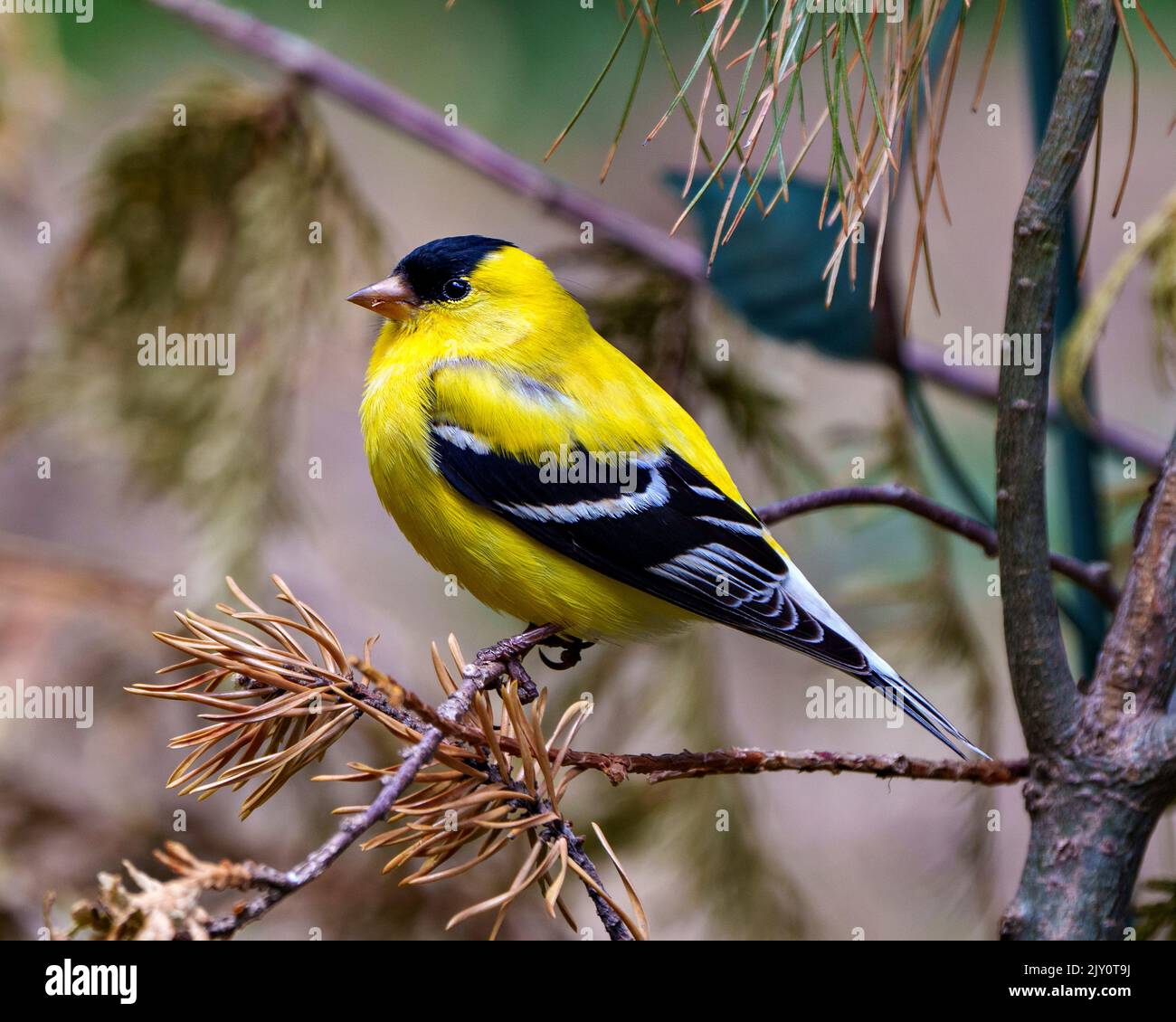 American Goldfinch männliche Nahaufnahme Seitenansicht, auf einem Zweig mit einem verschwommenen Wald Hintergrund in seiner Umgebung und Lebensraum Umgebung thront. Stockfoto