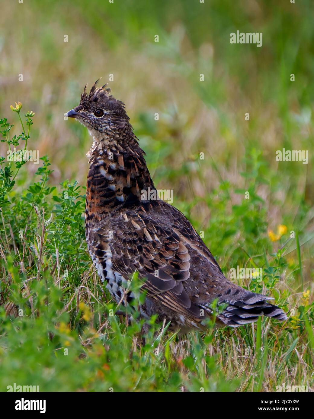 Rebhuhn-Rüschen-Birkhuhn brüht sich im Wald mit einem verwackelten Laubhintergrund in seiner Umgebung und Umgebung. Stockfoto