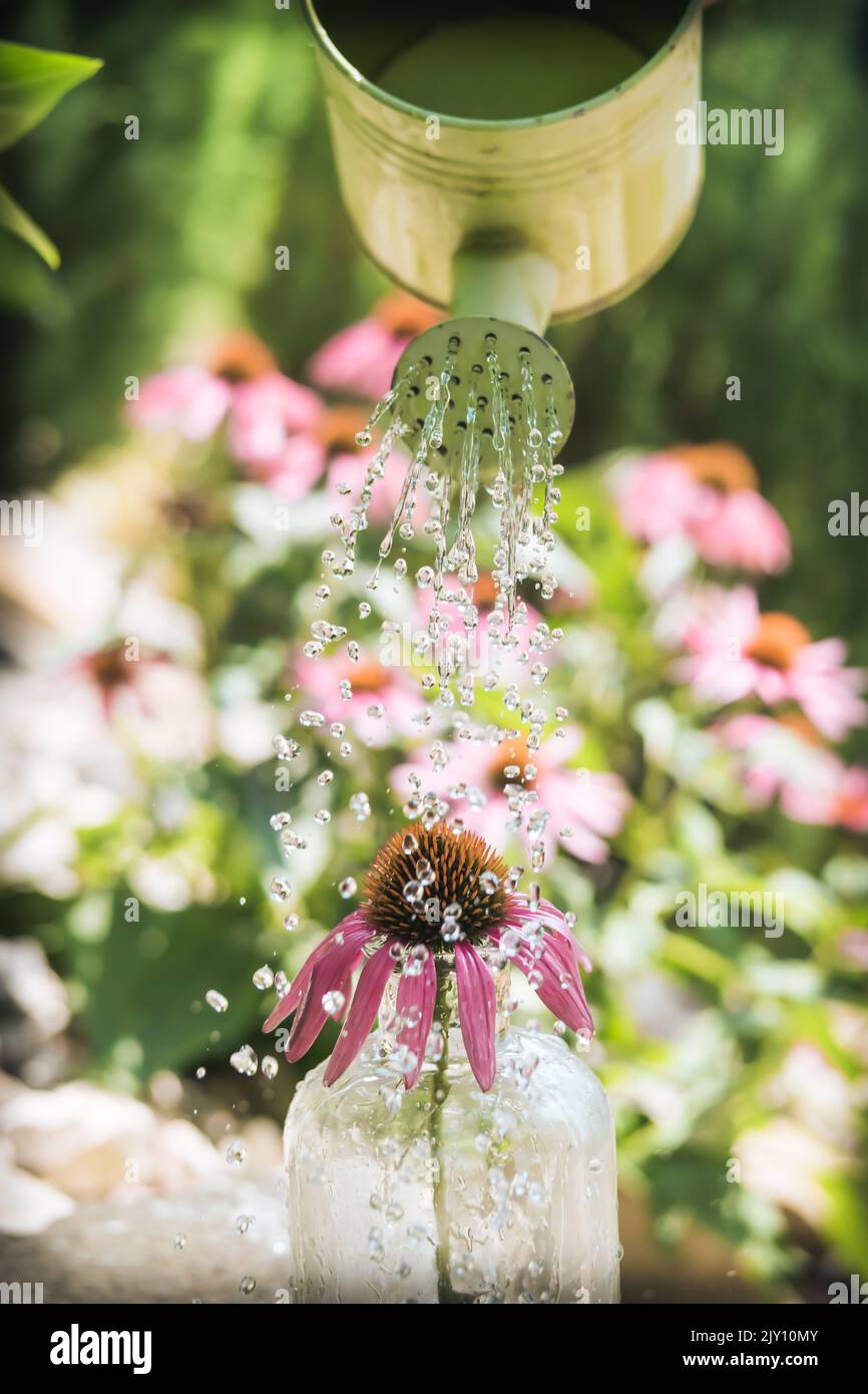 Gießen Echinacea purea in Glasflasche. Wasser fließt aus grünem Metallwasserkanin. Tropfen auf lila Konelblüte mit Konelblüten im Hintergrund. Stockfoto