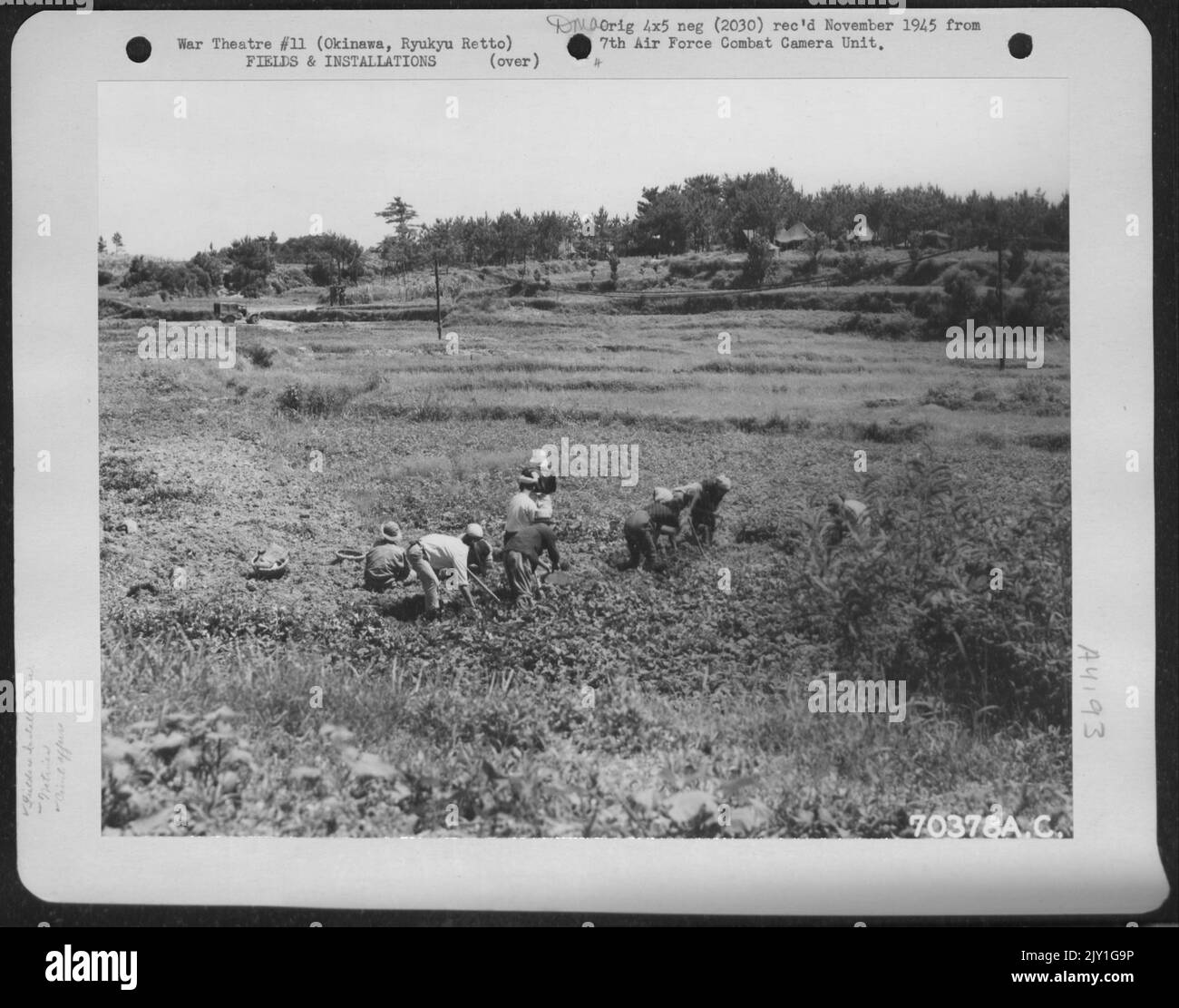 Ein Detail von Okinawans gräbt Kartoffeln auf Einem Feld in der Nähe des Krankenhauses der amerikanischen Militärregierung in Okinawa, Ryukyu Retto. 15. Juni 1945. Stockfoto