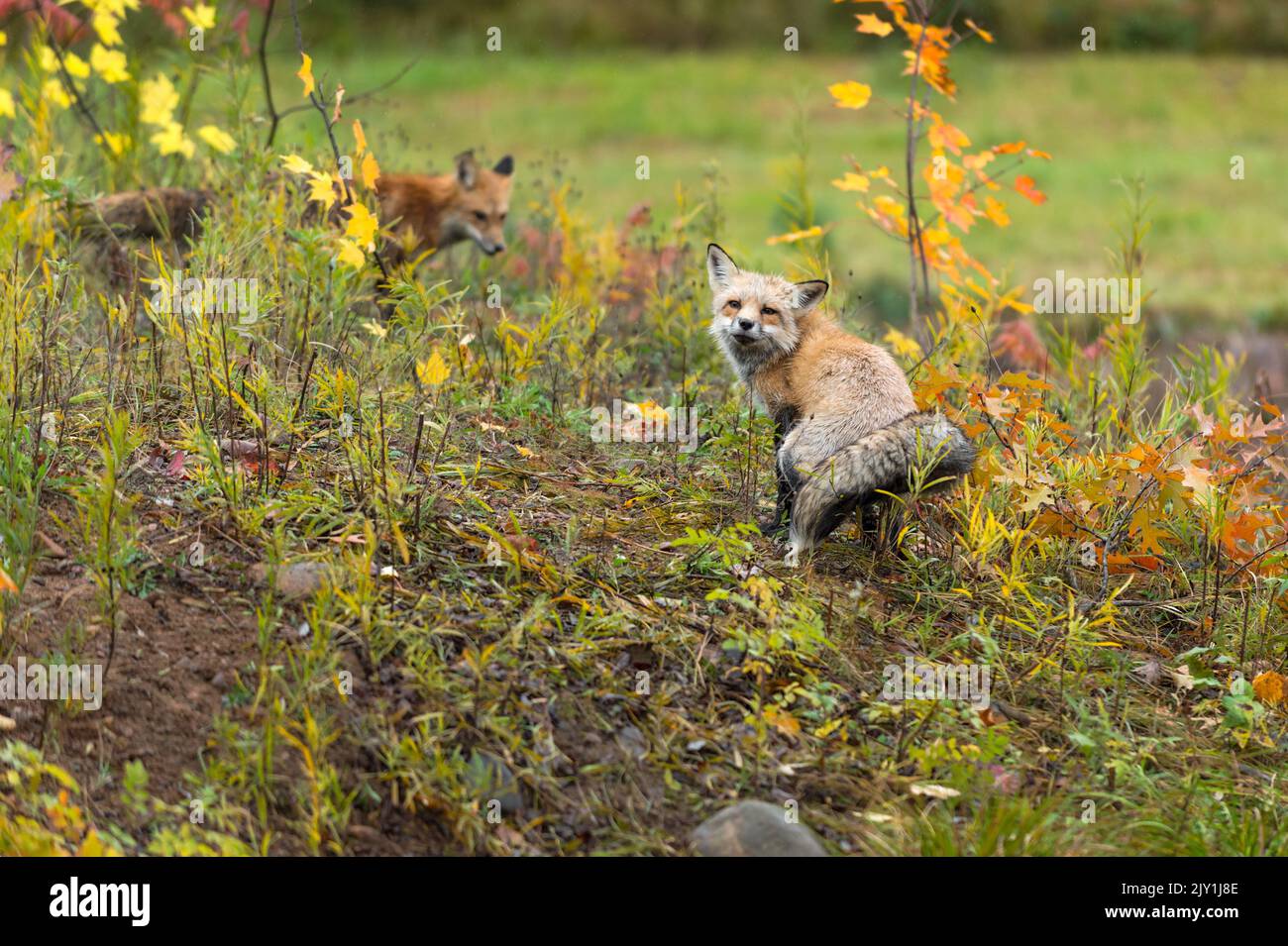 Amber Phase Red Fox (Vulpes vulpes) schaut über sollte während Duft Kennzeichnung Herbst - Gefangene Tiere Stockfoto