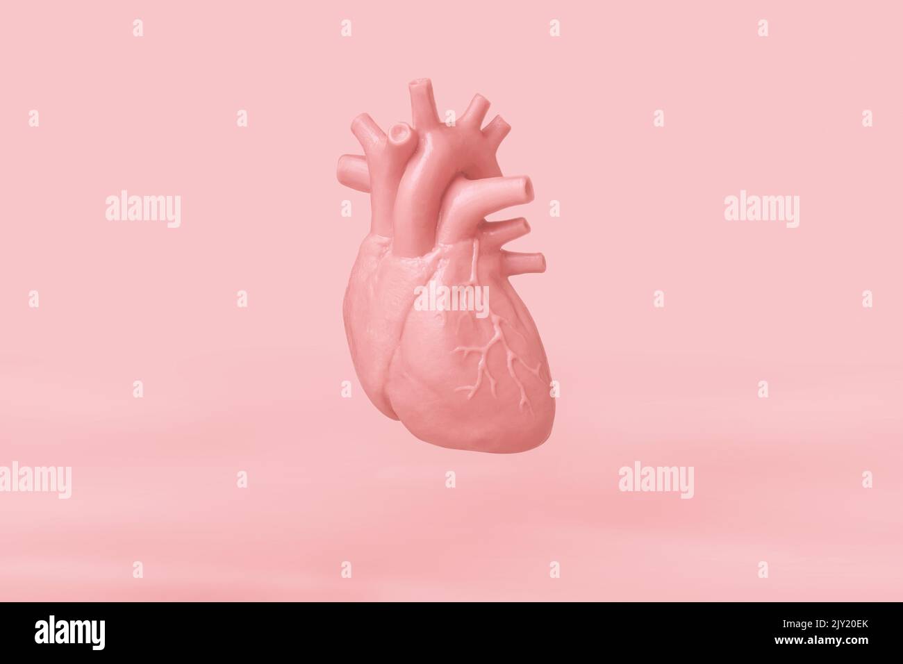 Menschliches Herzmodell isoliert auf rosa Hintergrund Nahaufnahme. Das Konzept der Kardiologie, Gesundheitsversorgung, Organtransplantation Stockfoto