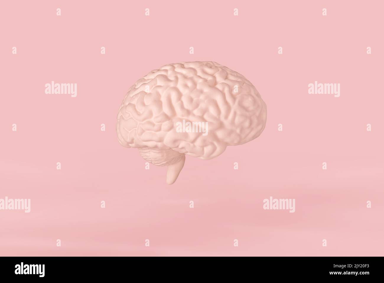 Menschliches Gehirn Modell der rechten Hemisphäre isoliert auf rosa Hintergrund Nahaufnahme. Das Konzept der Neurochirurgie, Gesundheitsversorgung Stockfoto