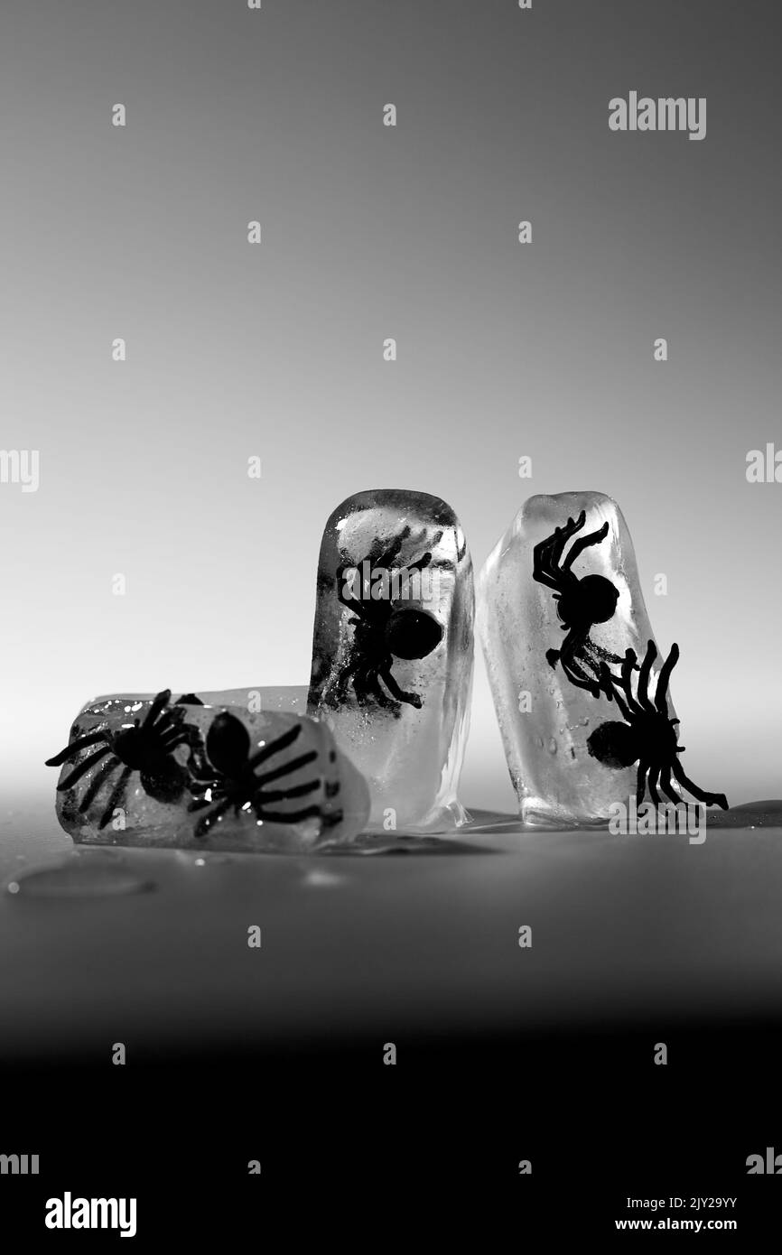 Schwarze gruselige Spinnen. Konzept der Halloween-Geschichte Stockfoto
