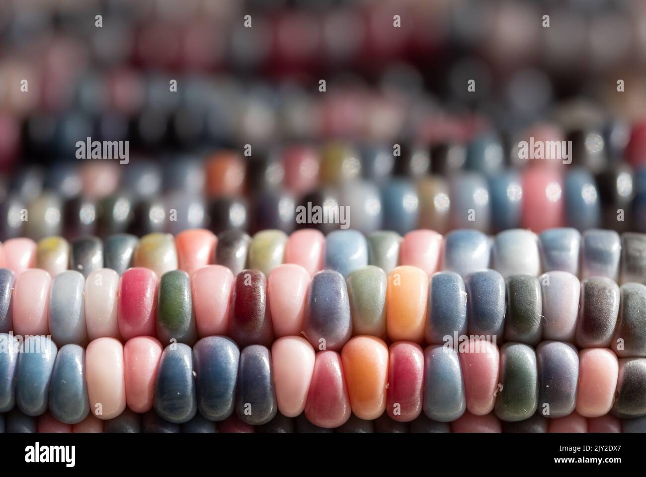 Zea Mays Glas Edelstein Maiskolben, auch bekannt als Calico, Feuerstein oder Fiesta Mais, mit bunten Körnern. In einem Stadtgarten in London, Großbritannien, angebaut. Stockfoto