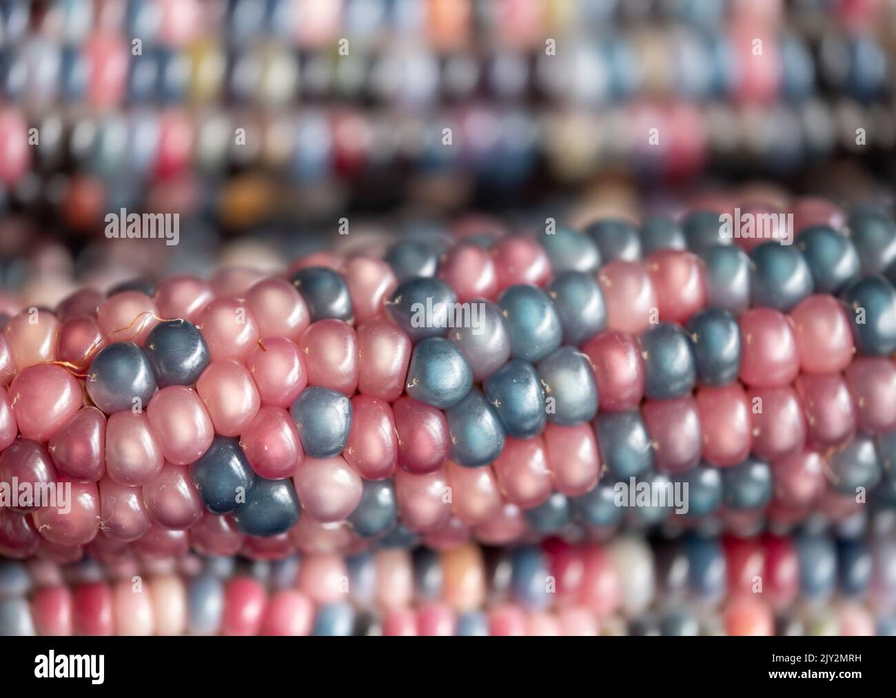 Zea Mays Glas Edelstein Maiskolben, auch bekannt als Calico, Feuerstein oder Fiesta Mais, mit bunten Körnern. In einem Stadtgarten in London, Großbritannien, angebaut. Stockfoto