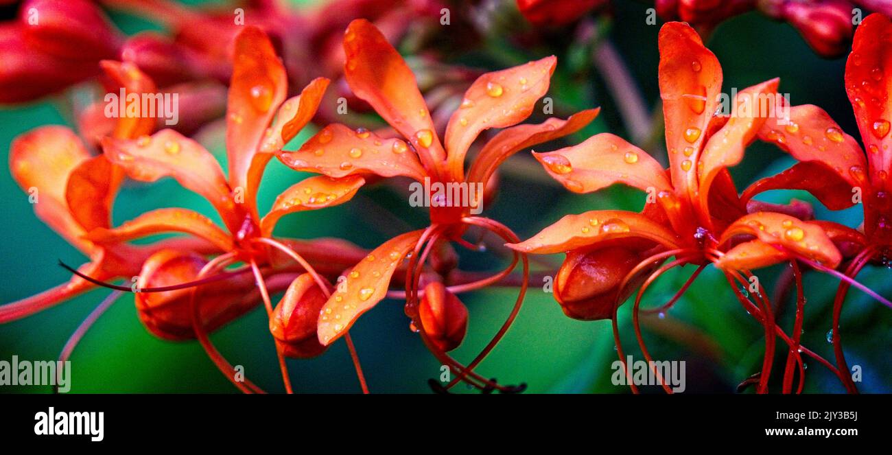 Java Glory Bower Calgary Zoo Alberta Stockfoto