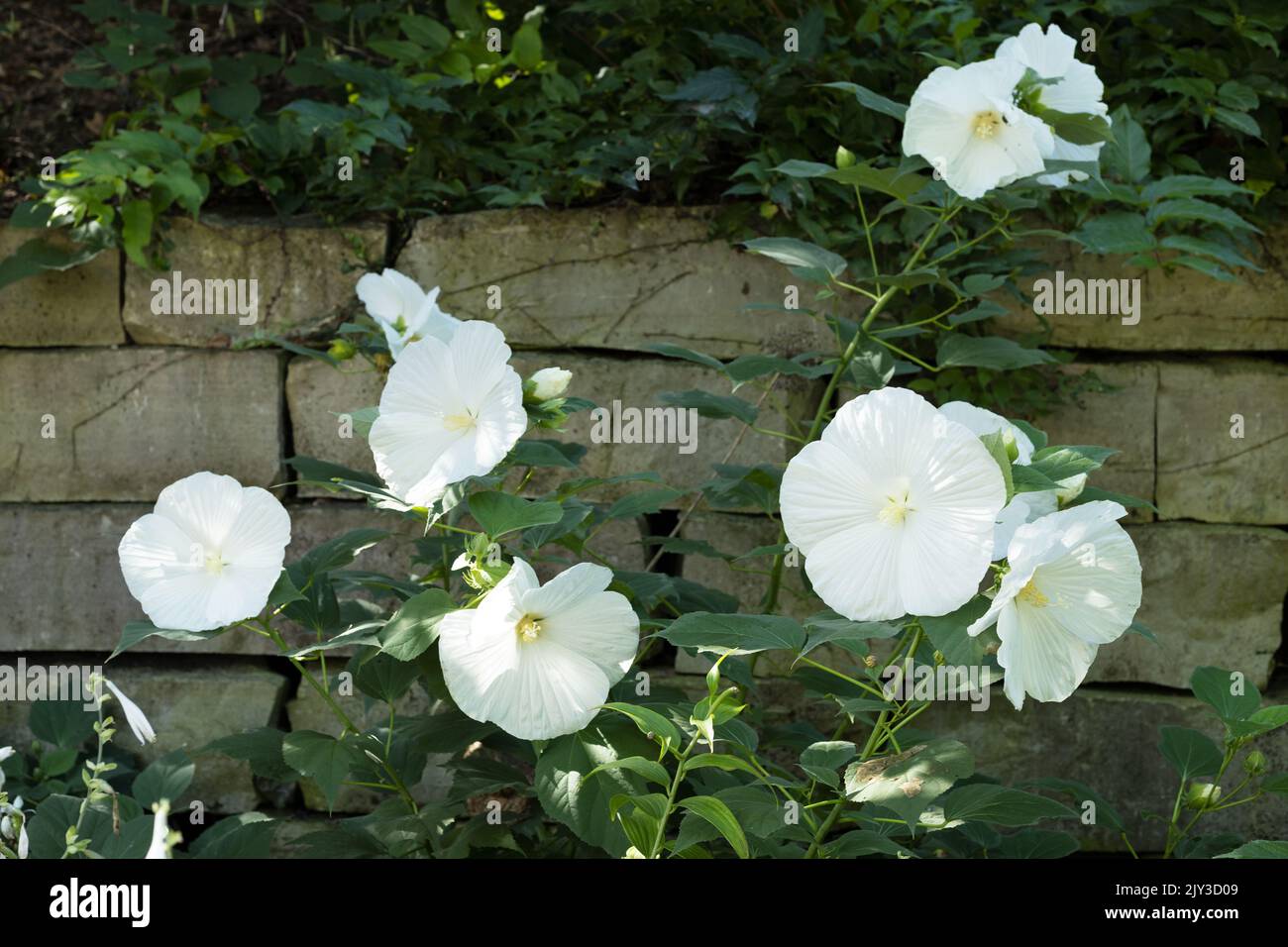 Hibiscus „Blue River II“ blüht. Stockfoto