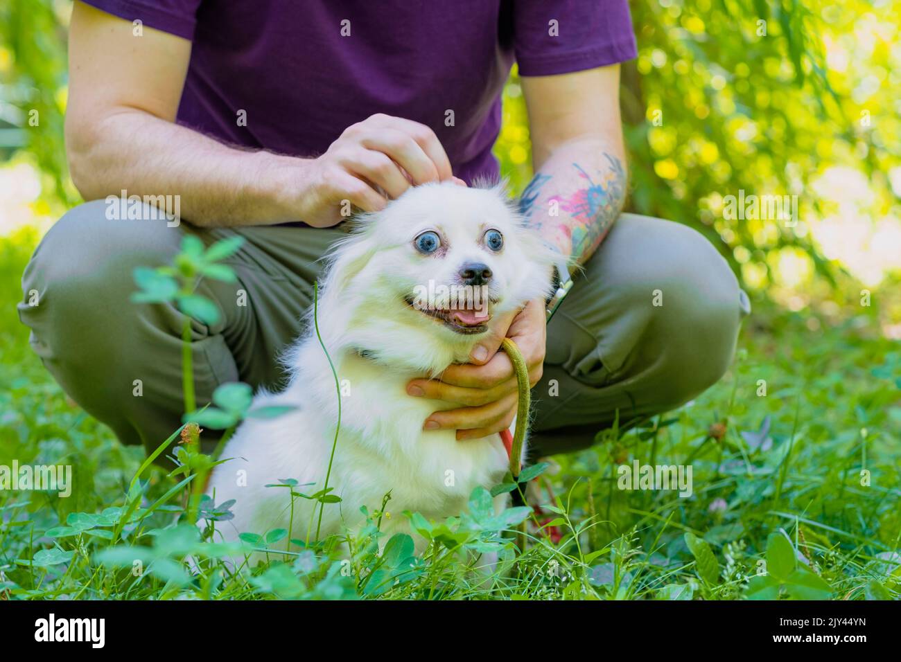 Unkenntlich hockender Mann, streichelender, flauschiger weißer Hund auf der Straße. Gesichtsloser Besitzer mit müdem Haustier, der sich im grünen Gras entspannt Stockfoto