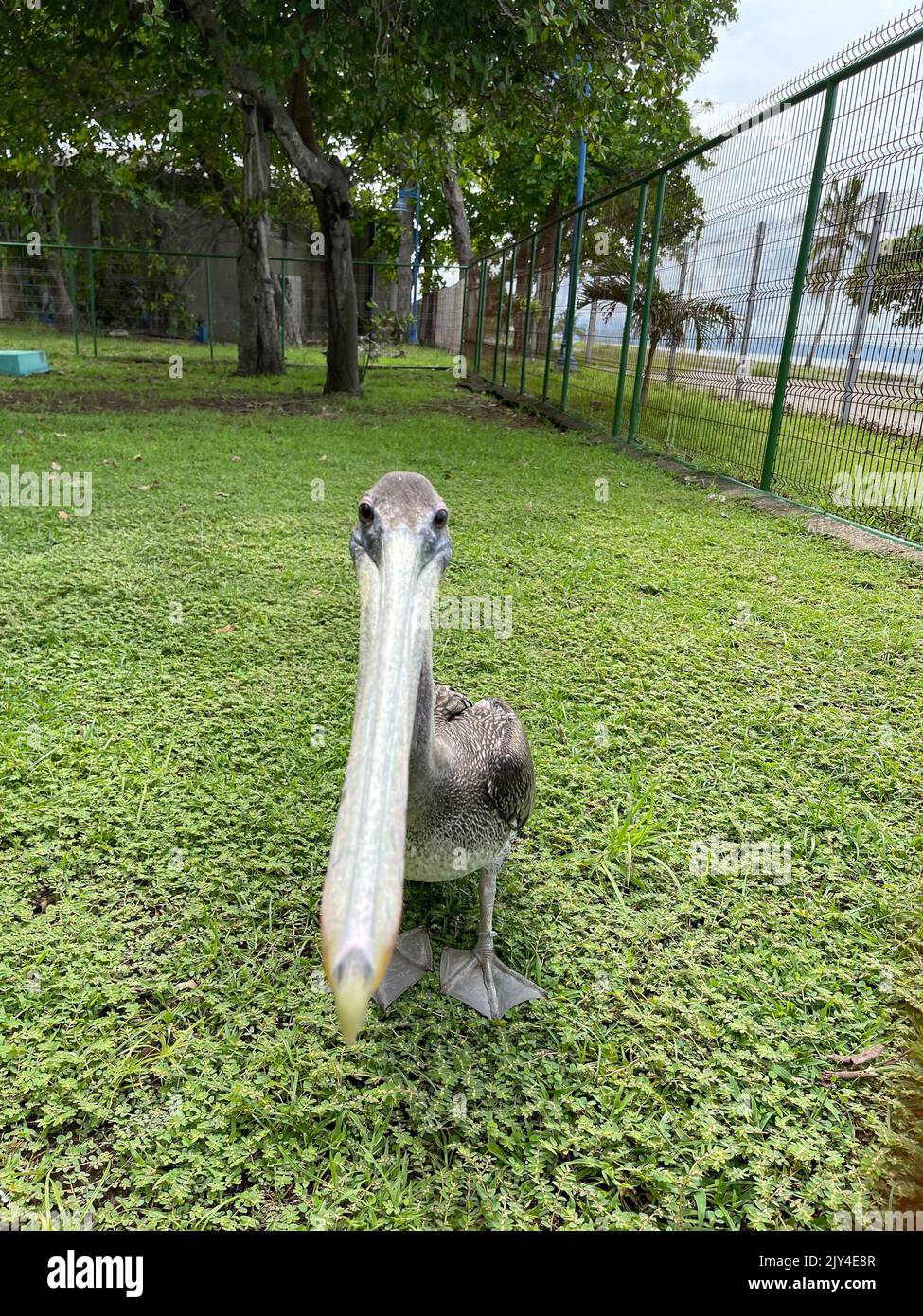 Erstaunliche tropische Vögel aus der ganzen Welt Stockfoto