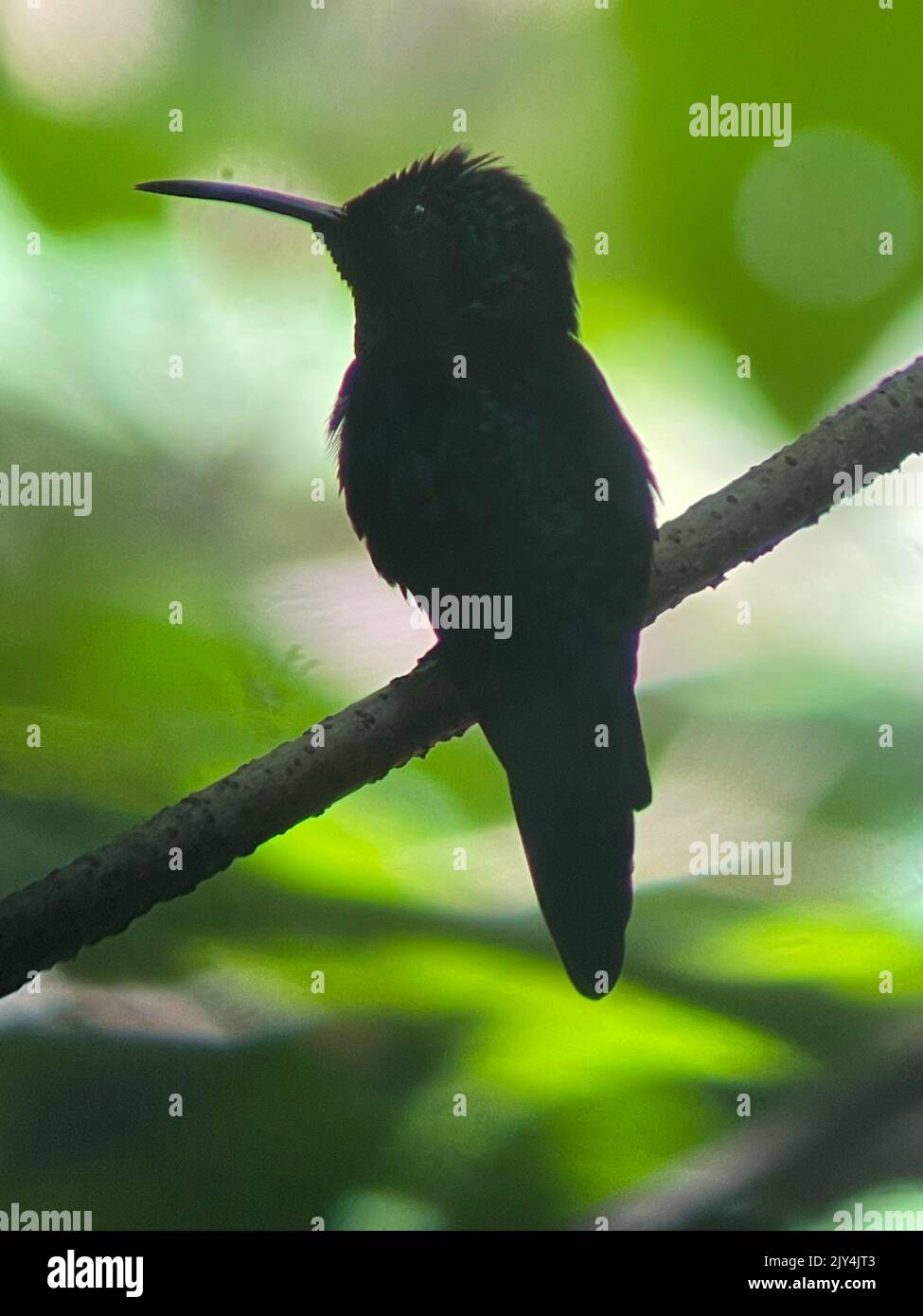 Erstaunliche tropische Vögel aus der ganzen Welt Stockfoto