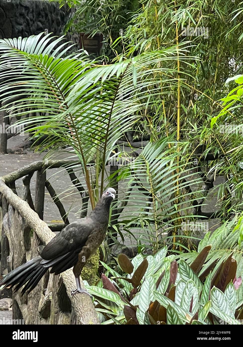 Erstaunliche tropische Vögel aus der ganzen Welt Stockfoto