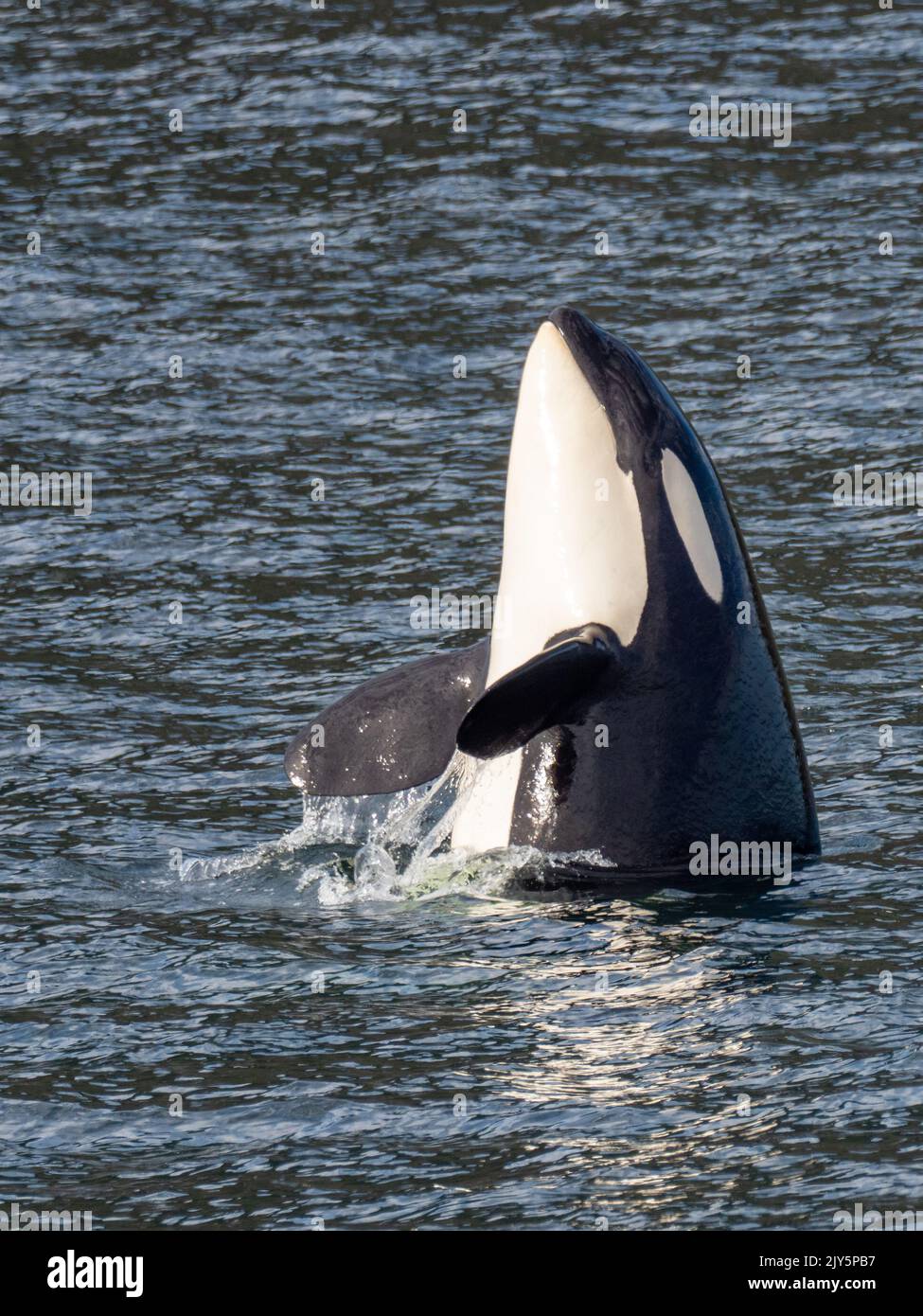 Killerwal oder Orca, Orcinus Orca, Spionagehopping im Südosten Alaskas, USA Stockfoto