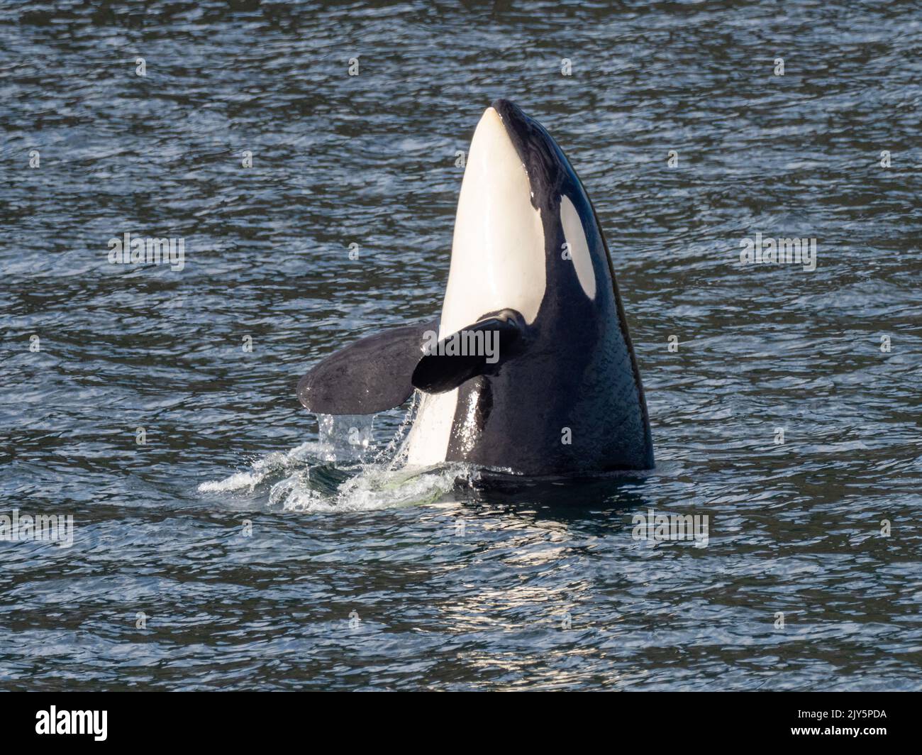 Killerwal oder Orca, Orcinus Orca, Spionagehopping im Südosten Alaskas, USA Stockfoto
