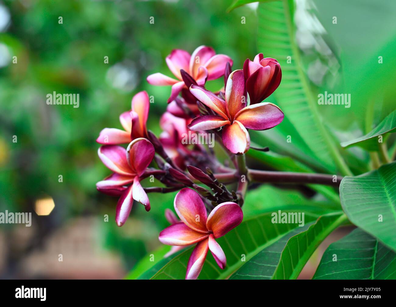 Viele Blüten aus weißem Plumeria rubra vor grünem Blatthintergrund Stockfoto