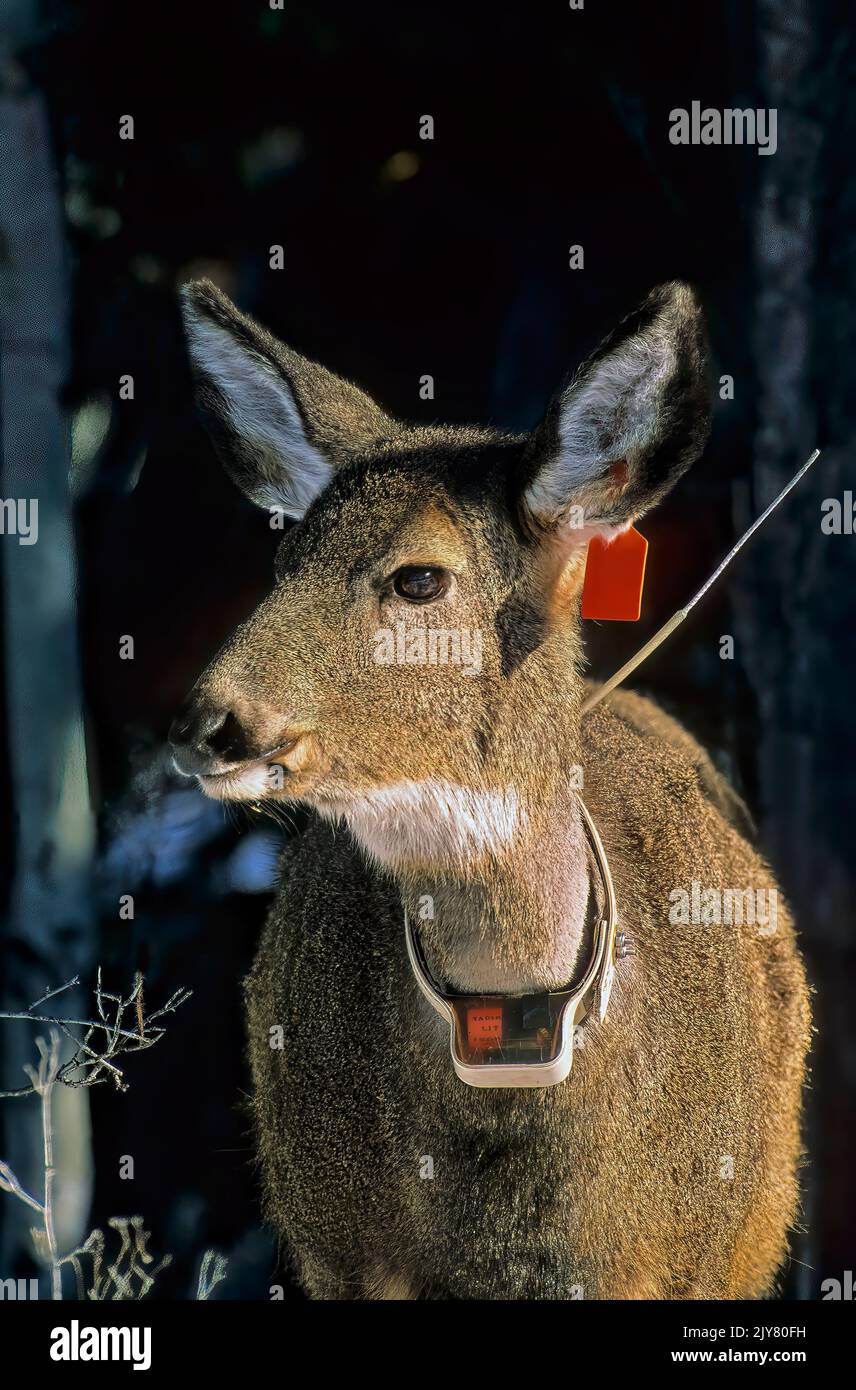 Ein Nahaufnahme-Porträt eines Weißschwanzhirsches 'Odocoileus virginanus', Collard und gekennzeichnet von BC-Fischen und Wildtieren, um die Bewegung der Hirschherde zu verfolgen Stockfoto