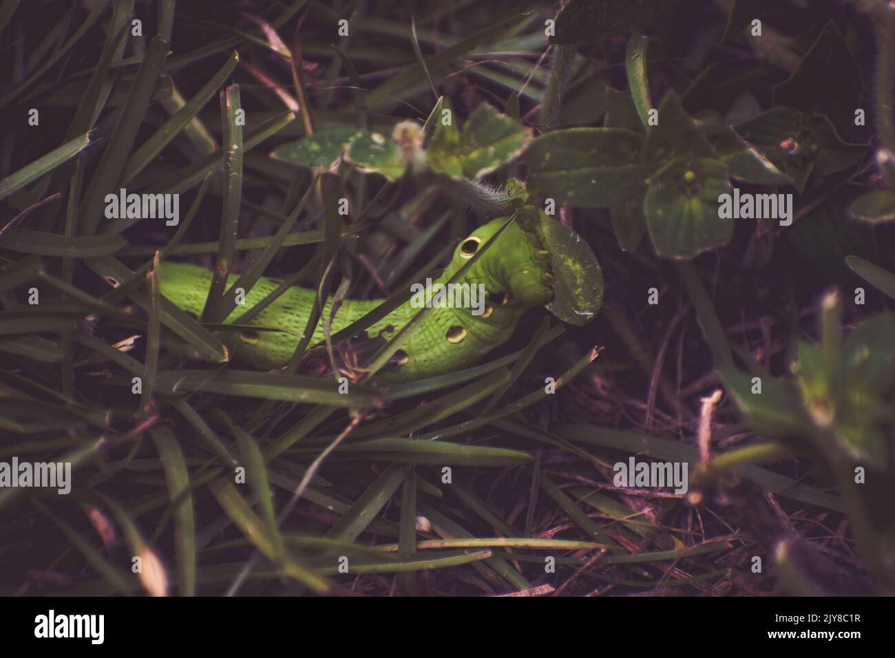 Green Tersa Sphinx Moth Caterpillar Essen in NC Yard Stockfoto