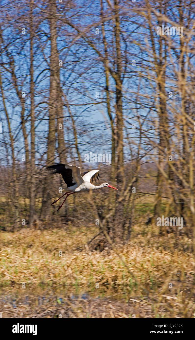 Storch fliegt mit ausgestreckten Flügeln über ein Weizenfeld Stockfoto
