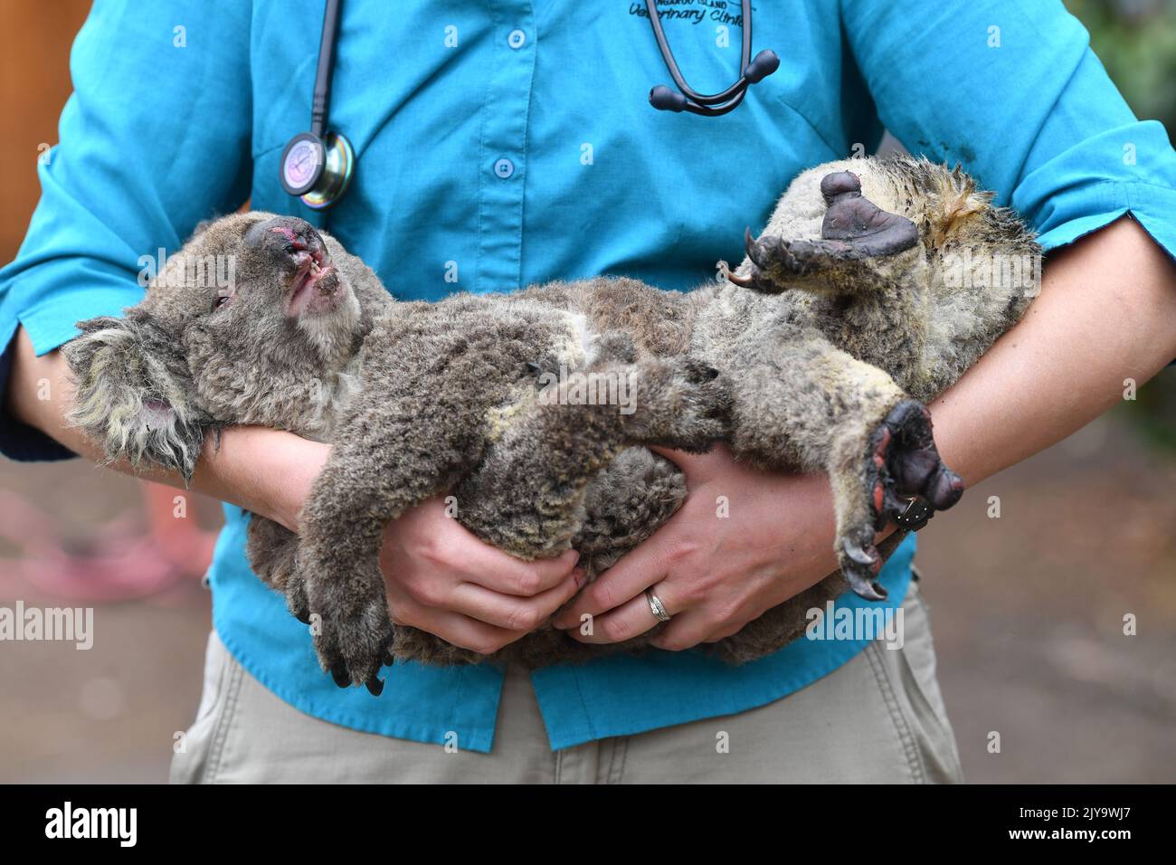 Tierärzte und Freiwillige behandeln Koalas im Kangaroo Island Wildlife Park auf Kangaroo Island, südwestlich von Adelaide, Freitag, 10. Januar, 2020. Dutzende Koalas wurden in den letzten 5 Tagen vor den Bränden gerettet. (AAP Image/David Mariuz) KEINE ARCHIVIERUNG ** NUR FÜR REDAKTIONELLE ZWECKE ** Stockfoto